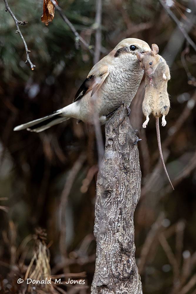 Northern Shrike with mouse.