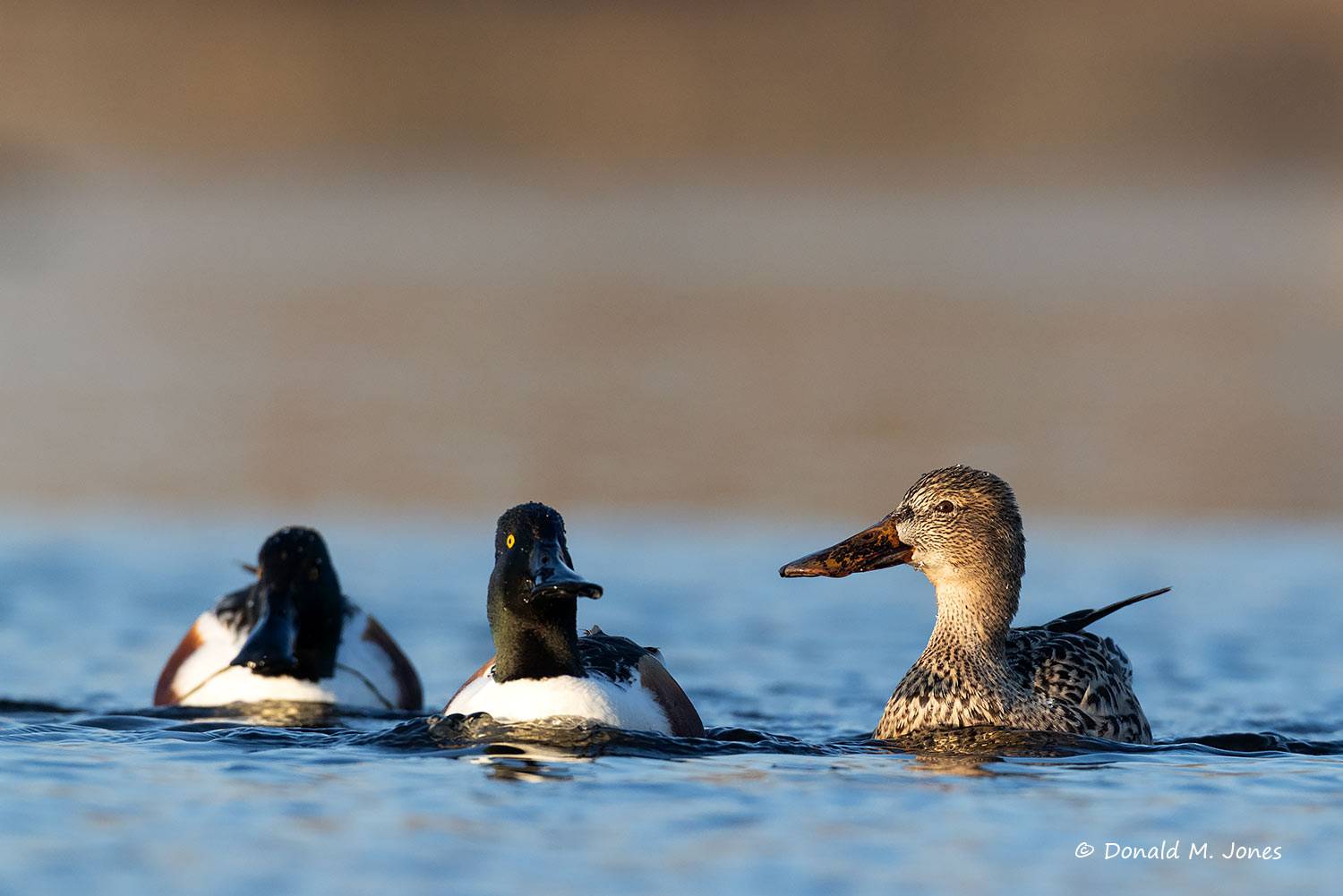 Northern-Shoveler0494D