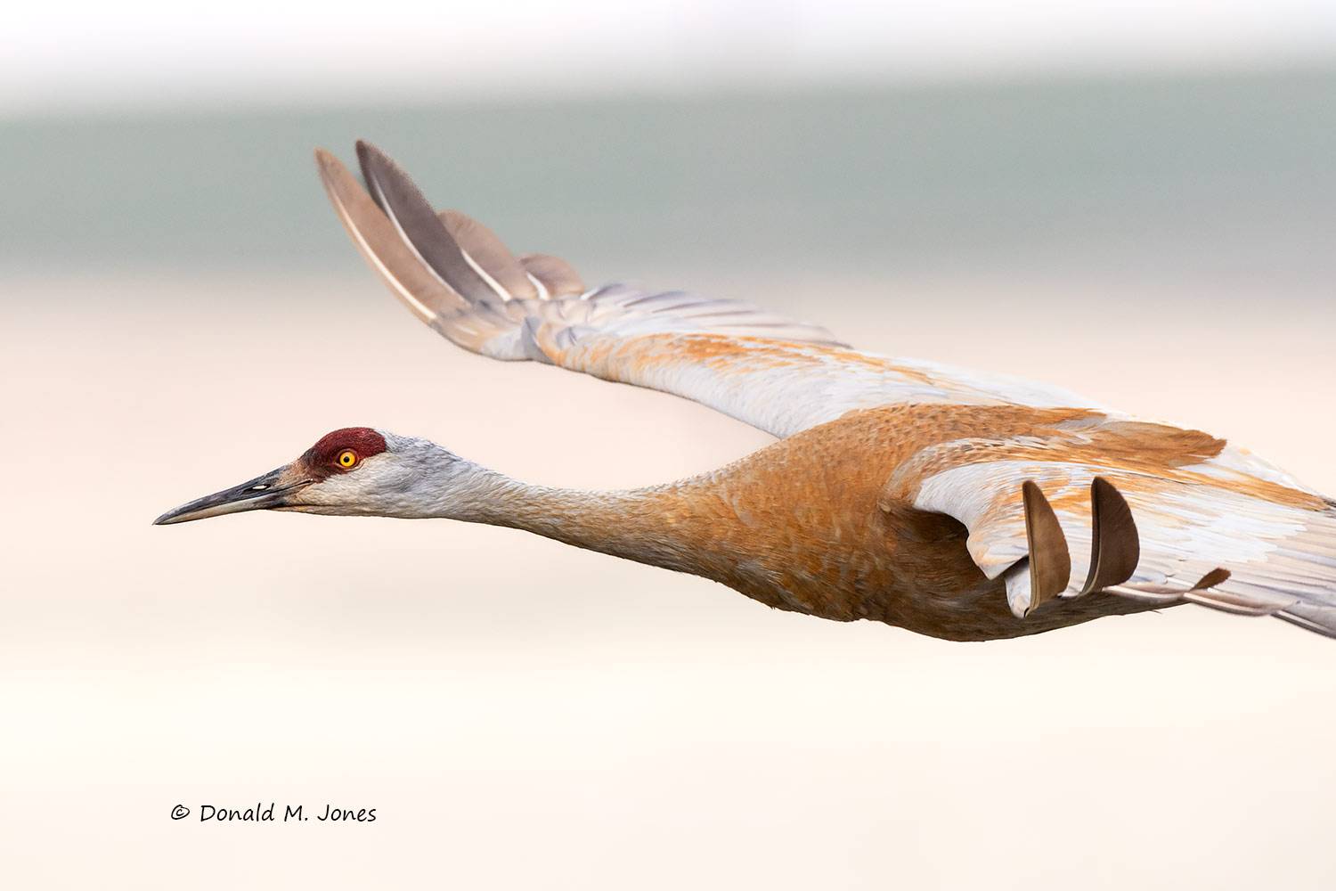 Sandhill-Crane1327D
