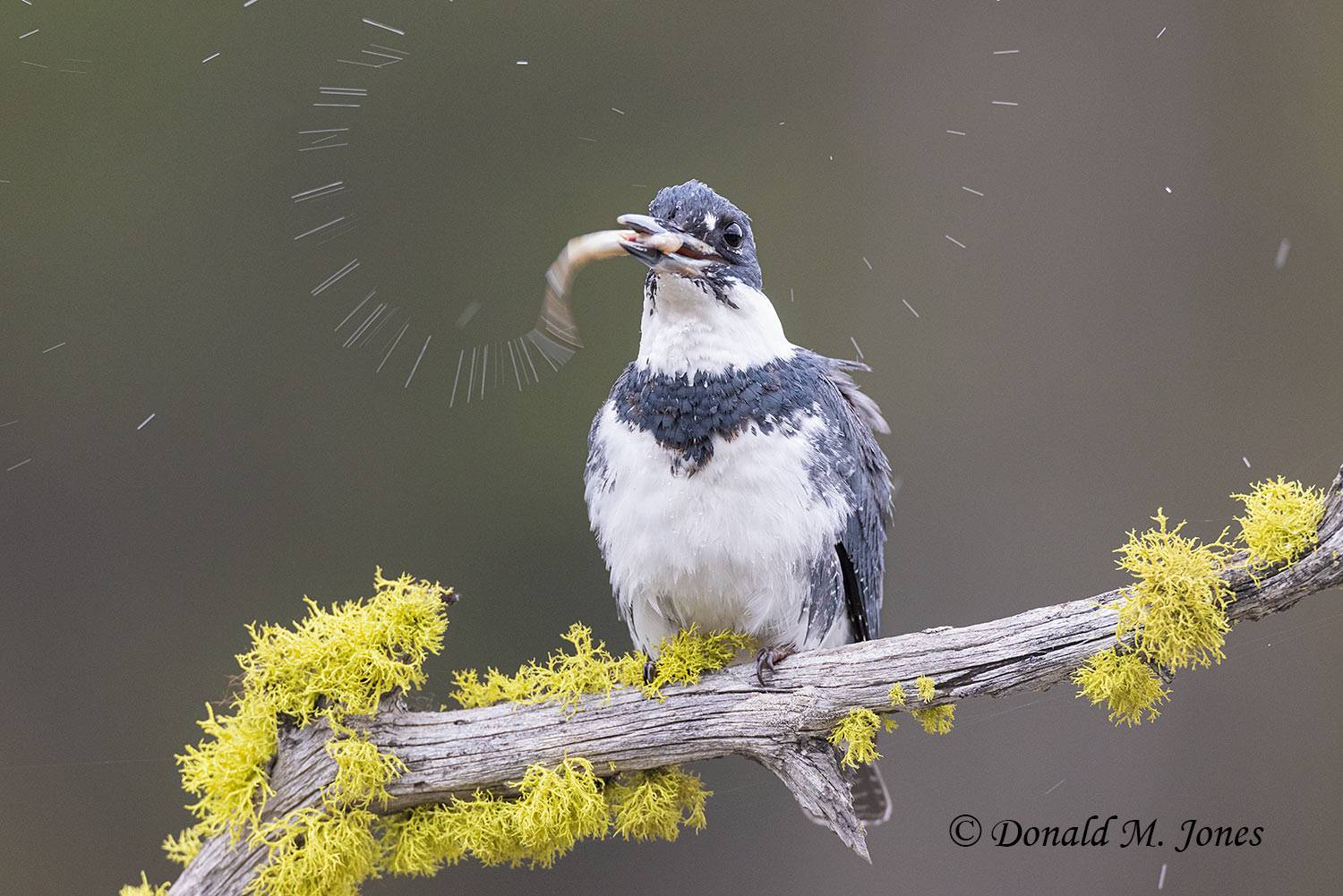 Belted-Kingfisher0487D