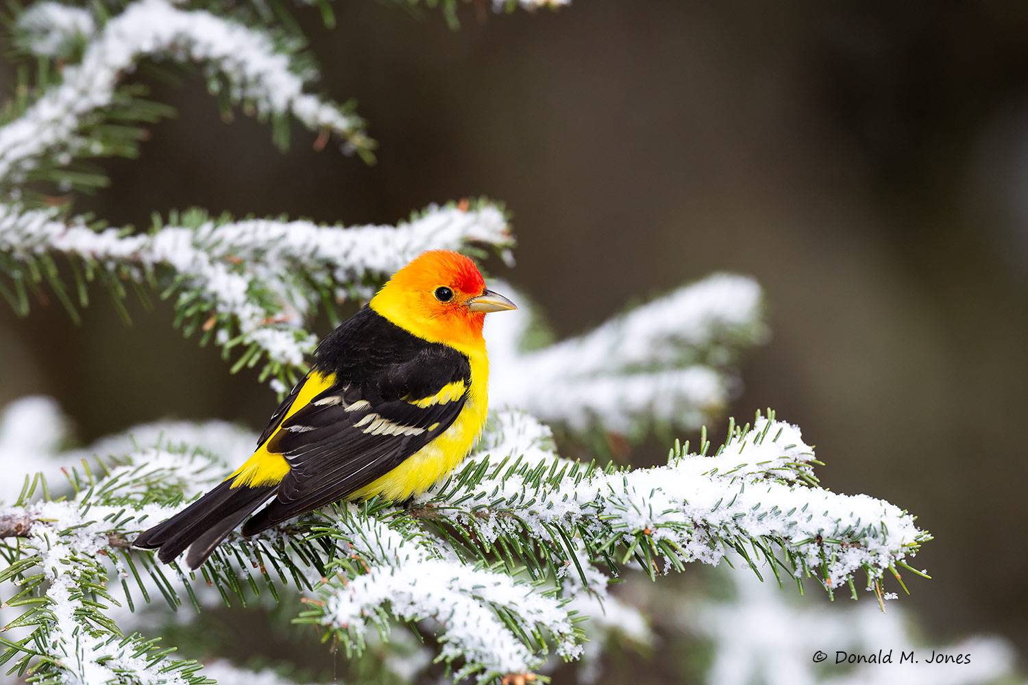 May 16 - Western Tanager male after a late Spring snowfall.