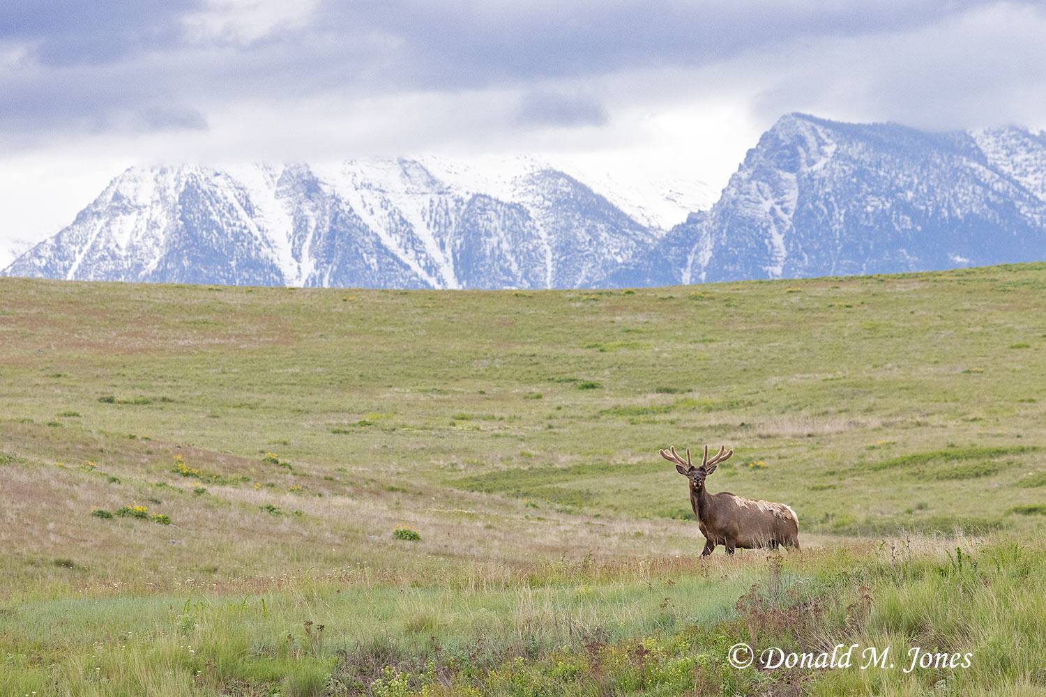 Elk-(Rocky-Mtn)30804D