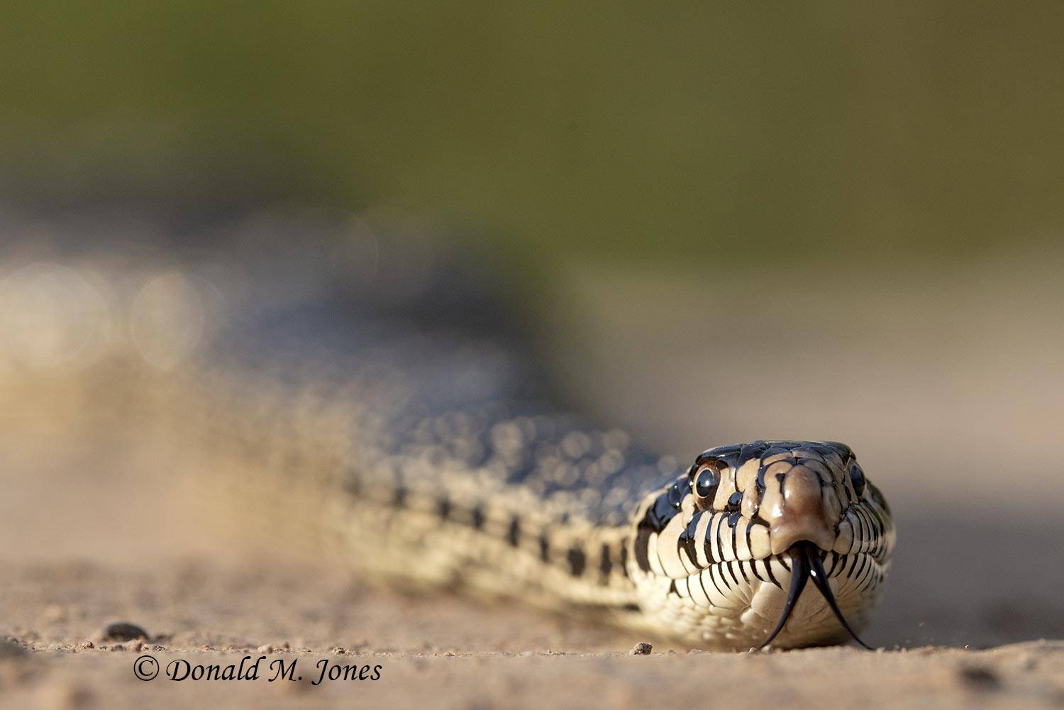 Bull Snake