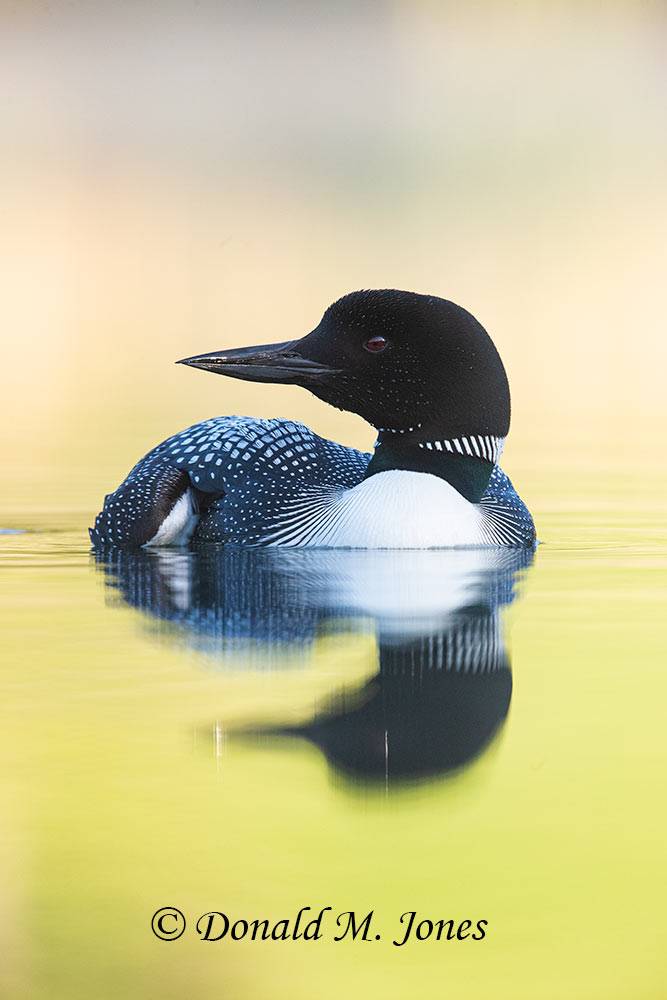 Common-Loon1284D