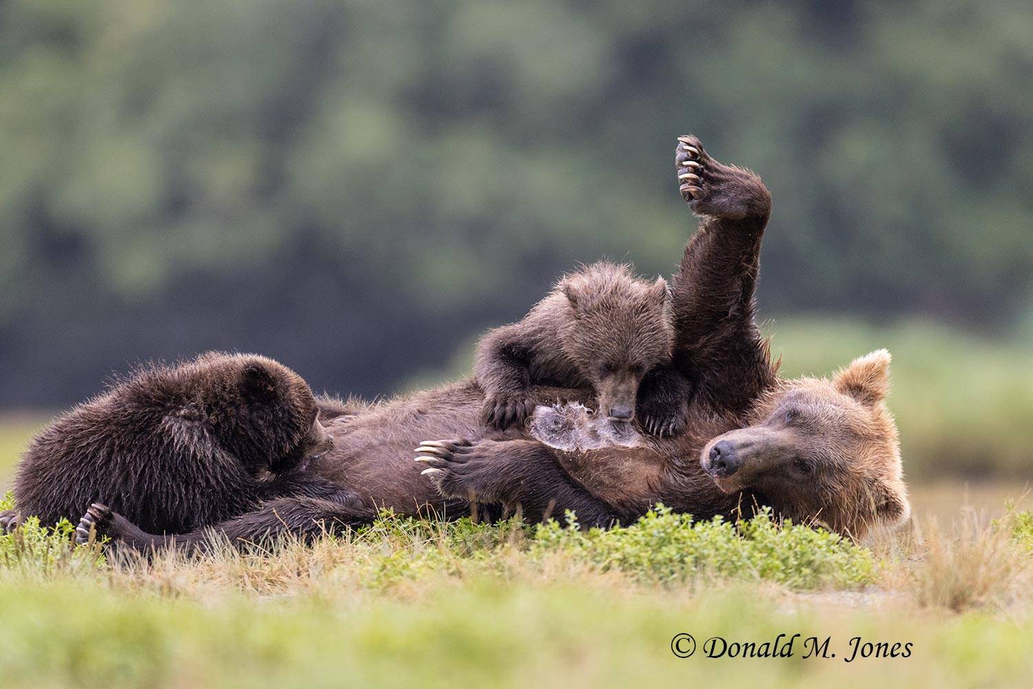 Brown Bear Mother nursing 2 cubs.