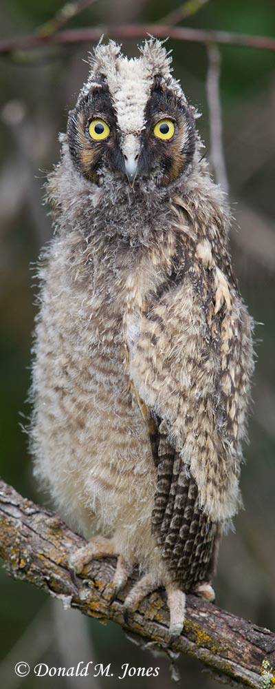 Long-eared-Owl0112D
