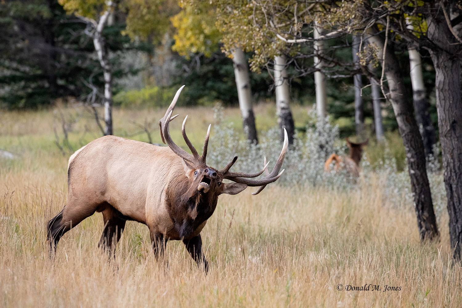 Elk-(Rocky-Mtn)26892D