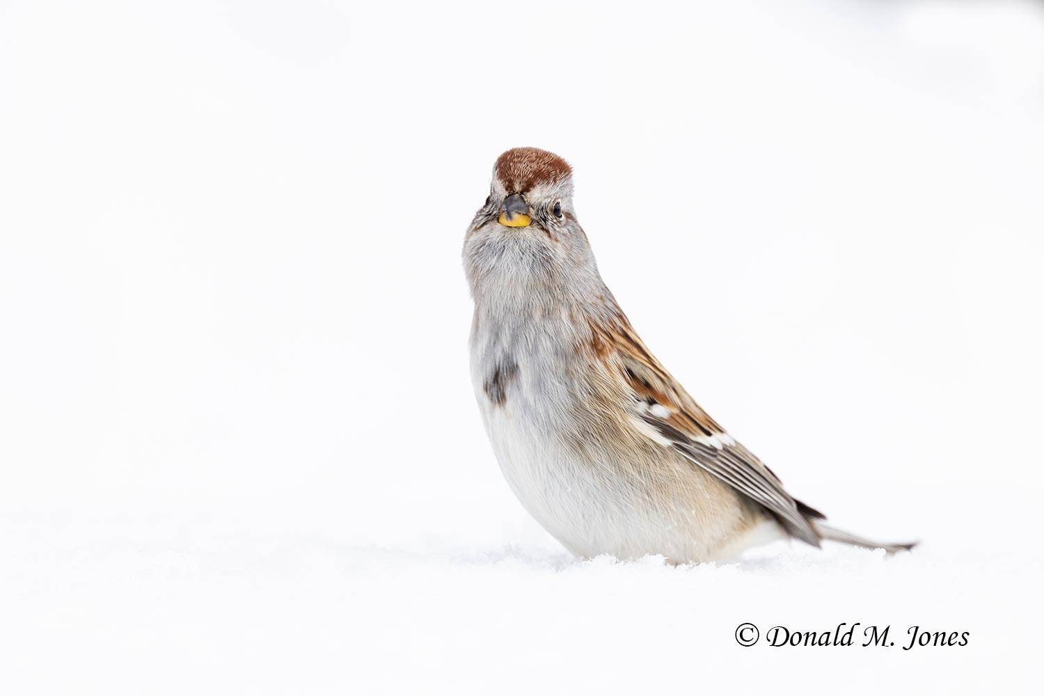 American-Tree-Sparrow0226D