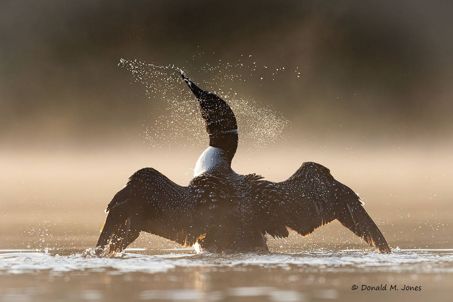 Common-Loon5189D