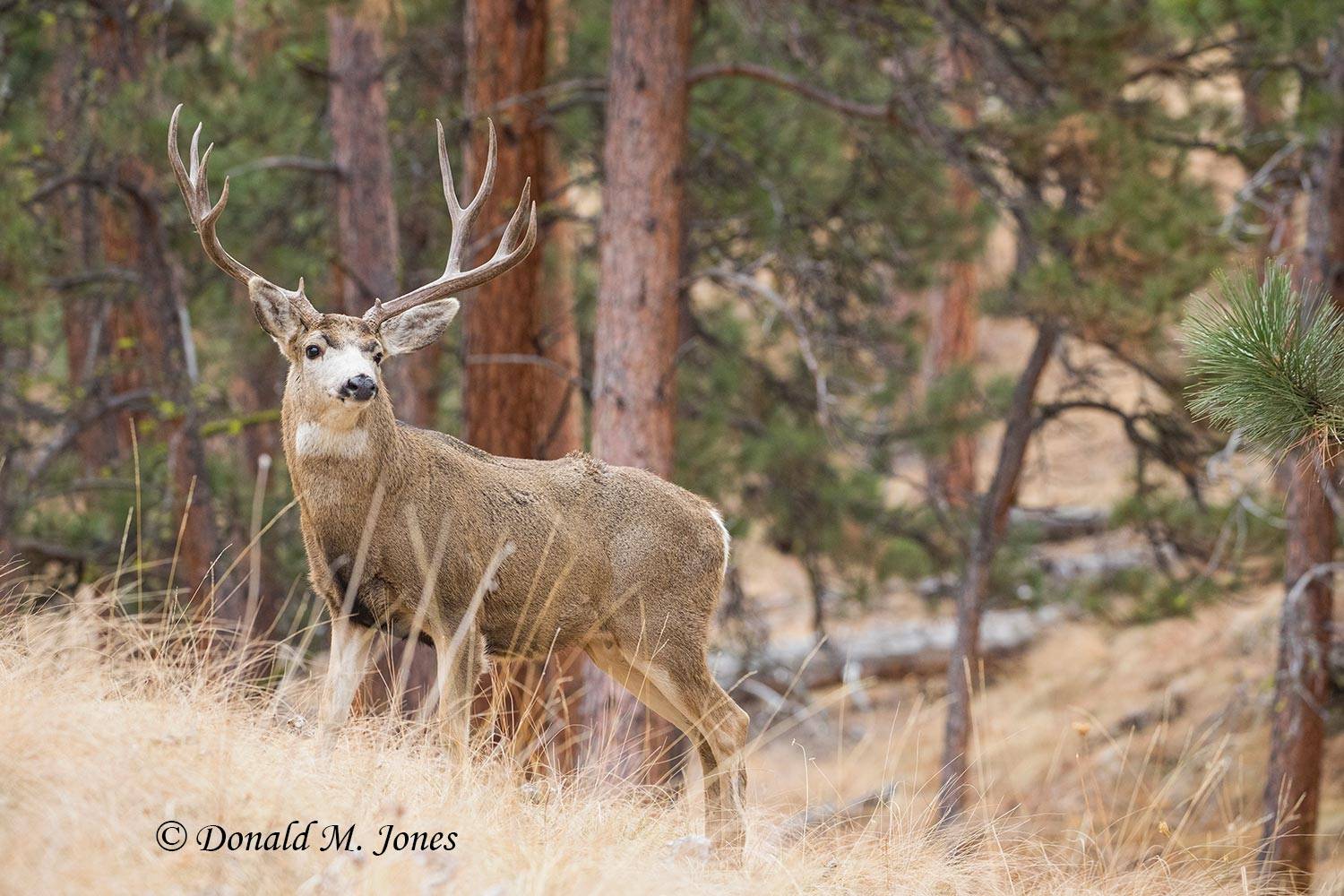 Mule-Deer11815D
