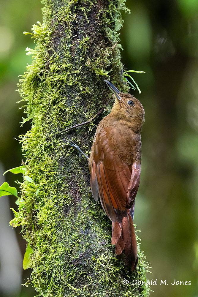 Tyrannine-Woodcreeper0104D