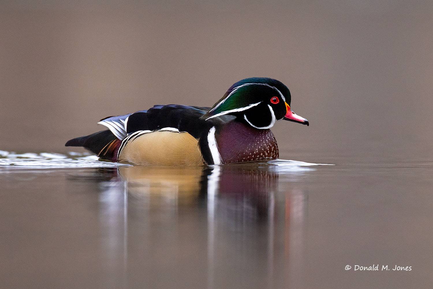 Wood Duck drake