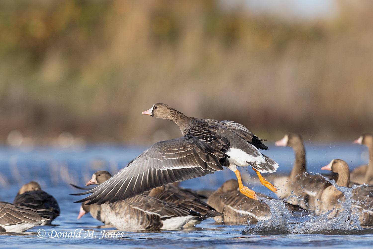 Greater-White-fronted-Goose0352D