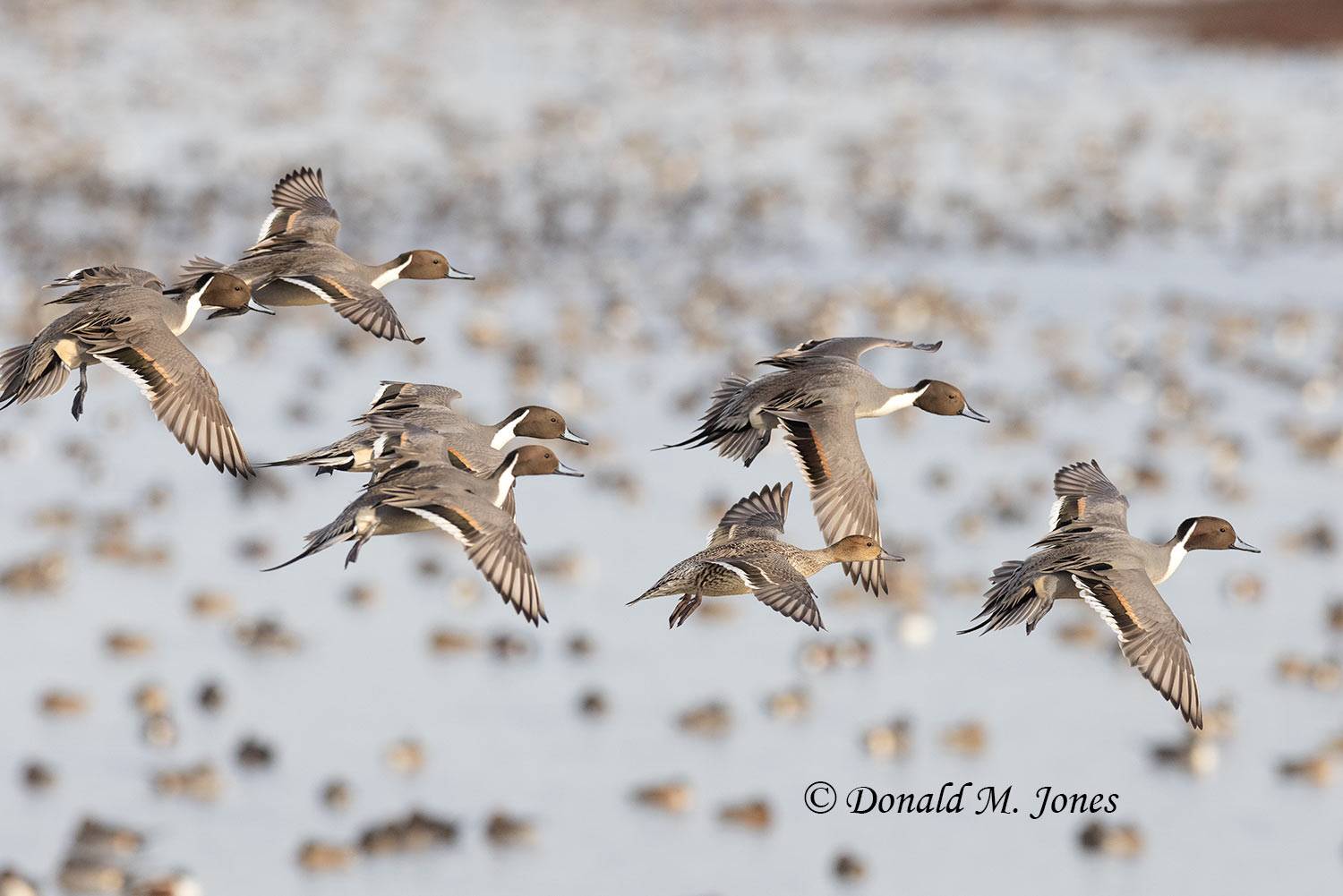 Northern-Pintail3180D