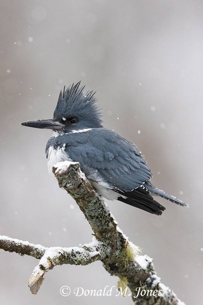 Belted-Kingfisher0307D