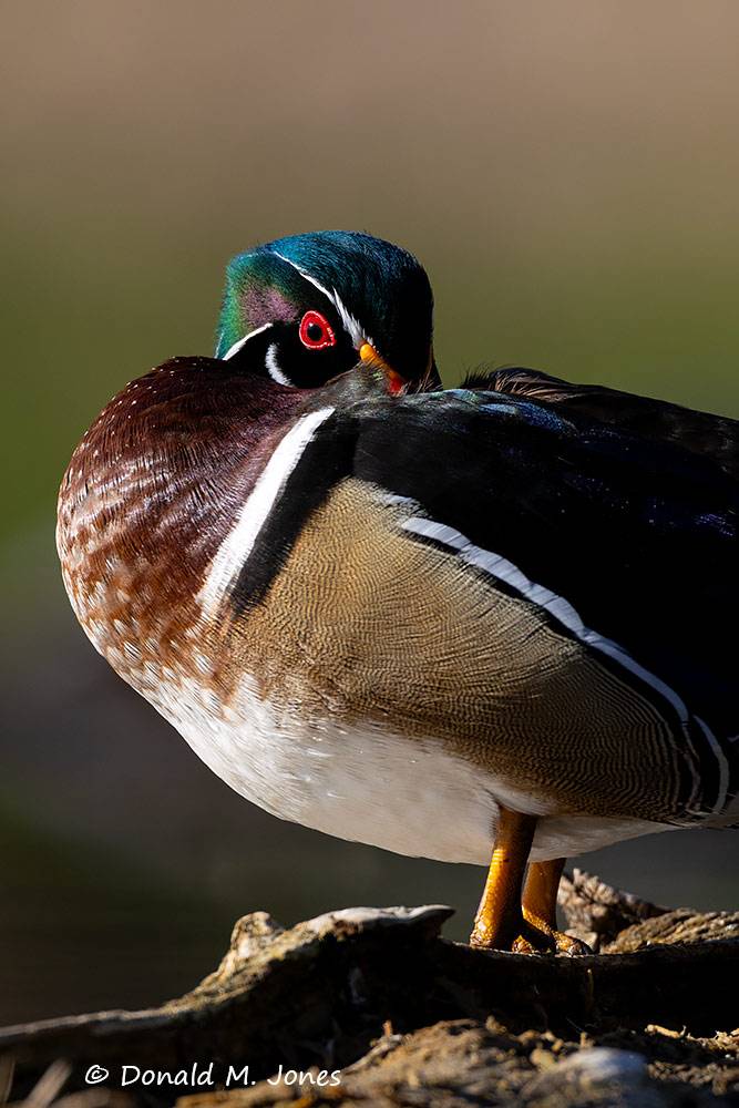 Wood-Duck1193D