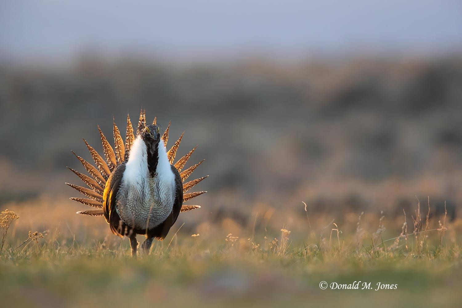 Greater-Sage-Grouse1096D