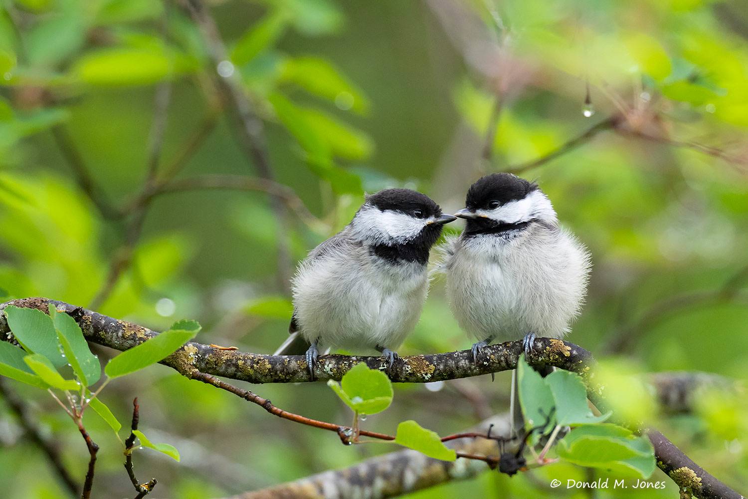 Black-capped-Chickadee1268D