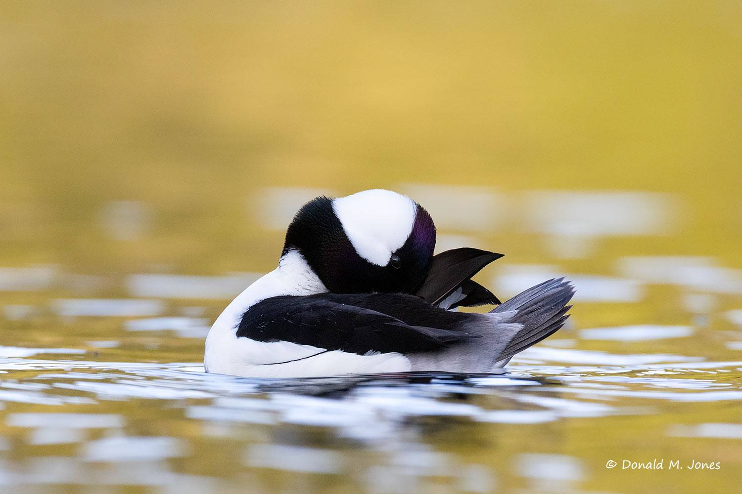 Bufflehead Duck drake preening.