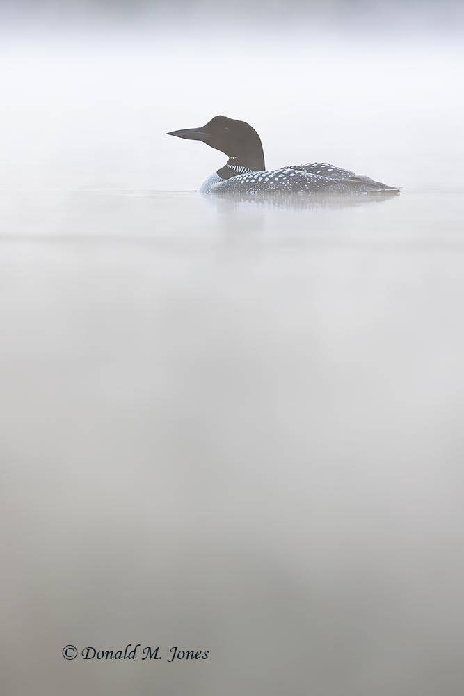 Common-Loon4651D