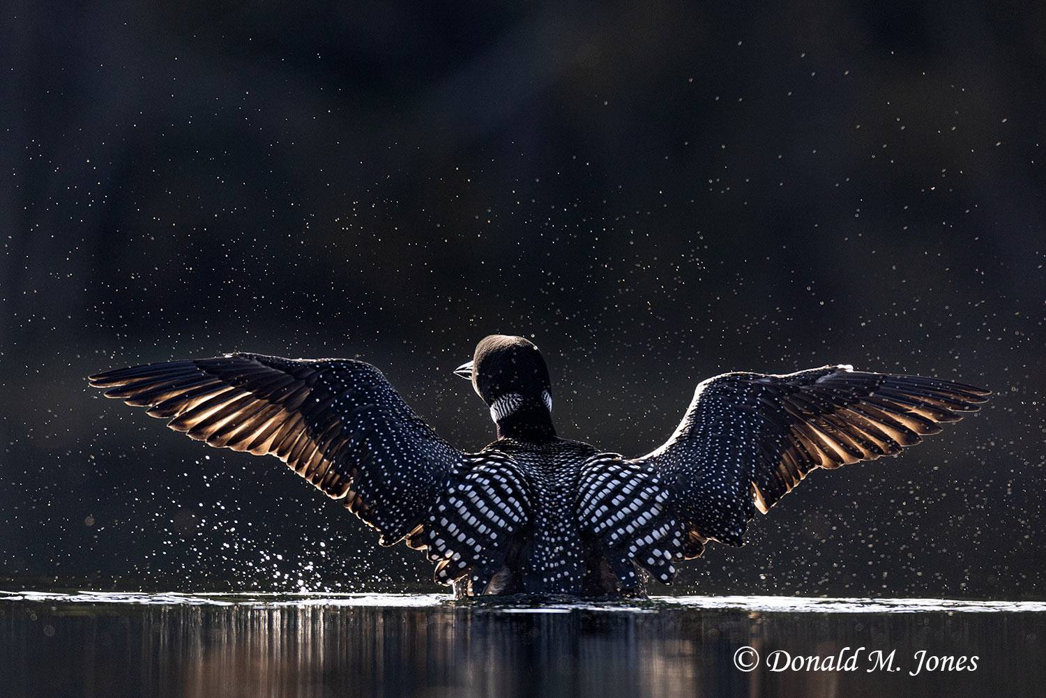 Common-Loon3922D