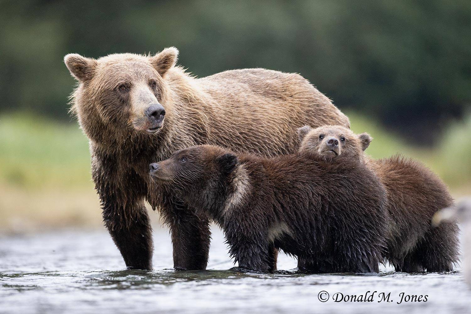 Mother Brown Bear with 2 cubs.