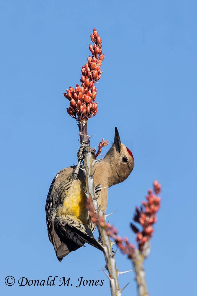 Gila-Woodpecker0096D