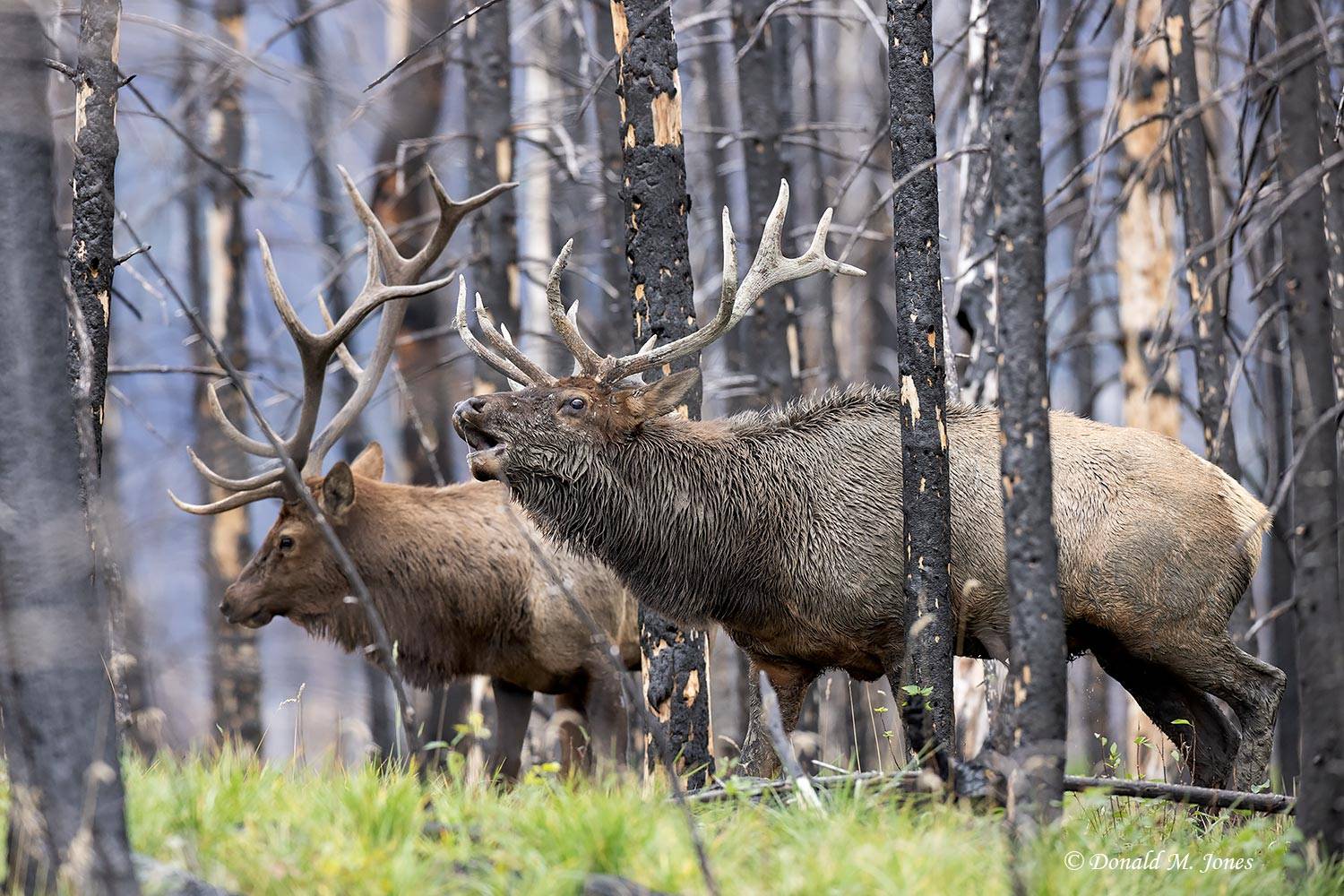 Elk-(Rocky-Mtn)31608D.