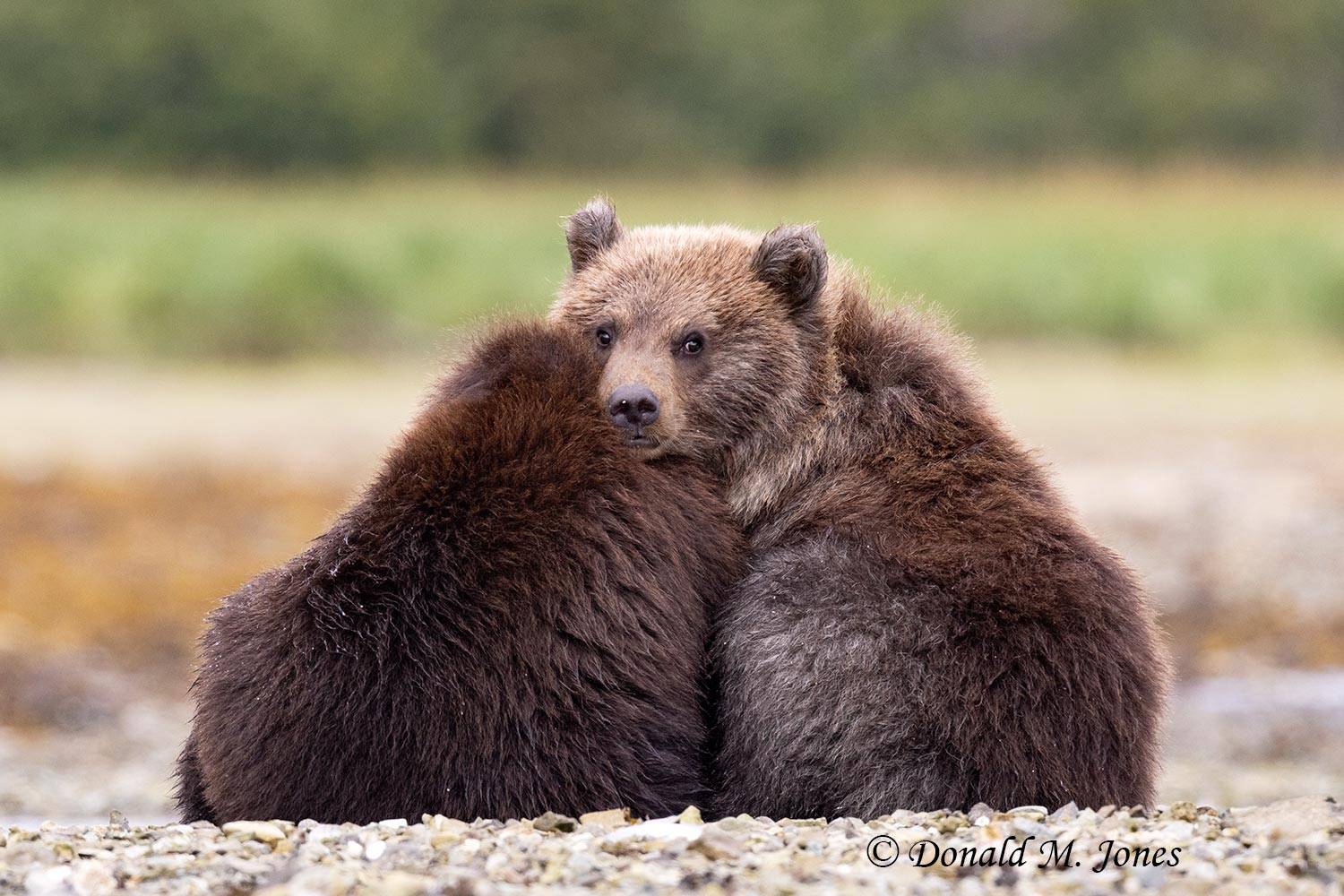 2 brown bear cubs in tight.