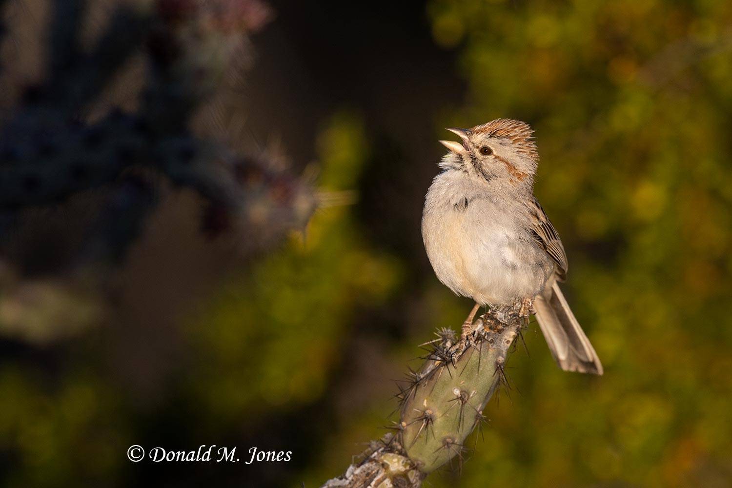 Rufus-winged-Sparrow0144D