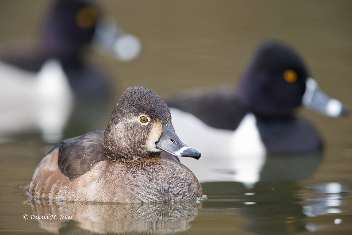 Ring-necked-Duck0193D
