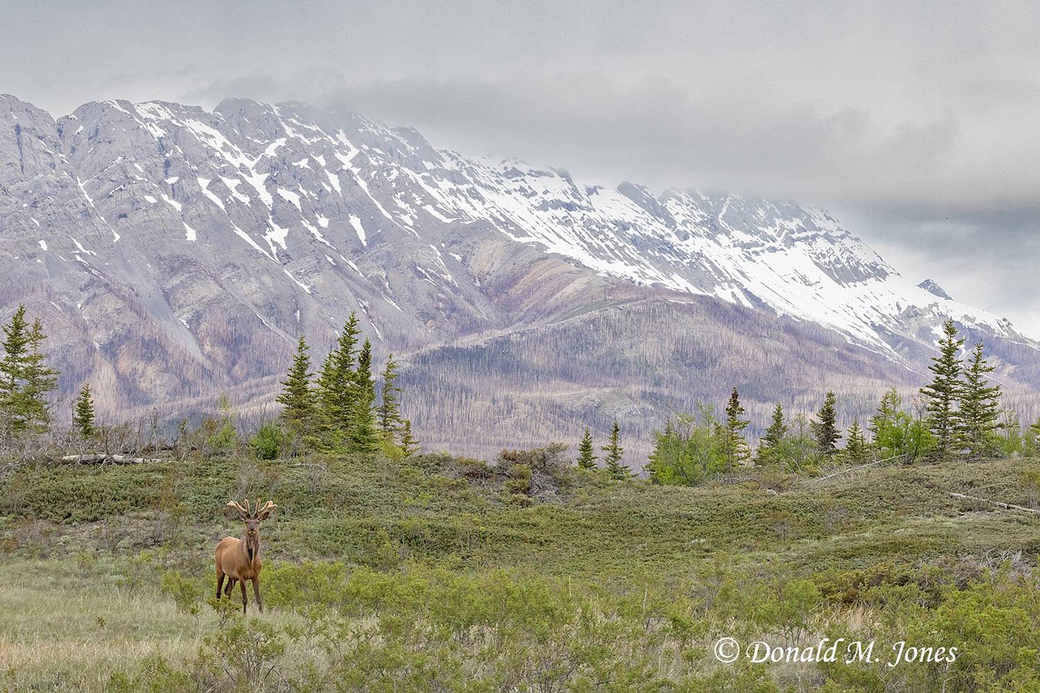 Elk-(Rocky-Mtn)30864D