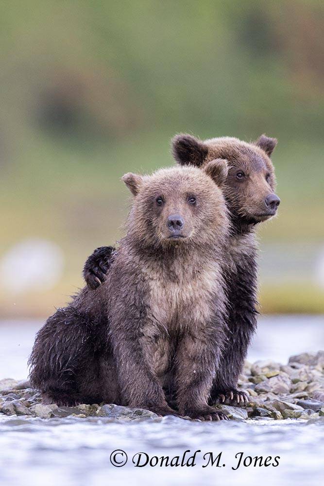 2 Brown Bear cubs.