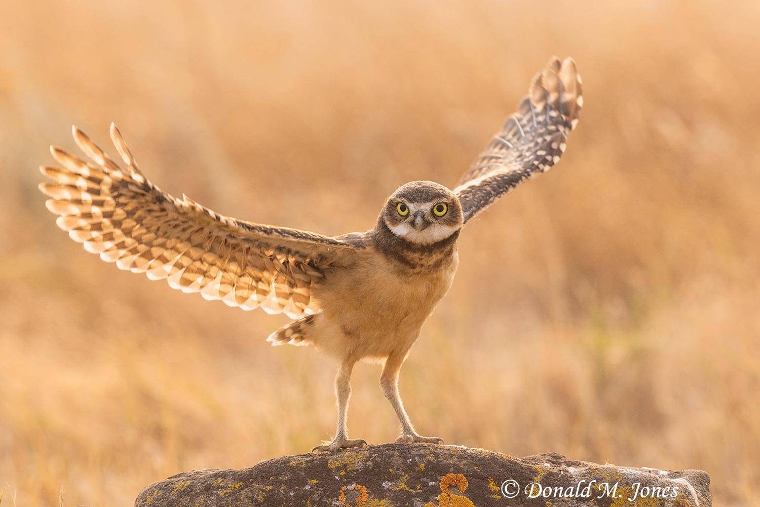 Burrowing-Owl1705D