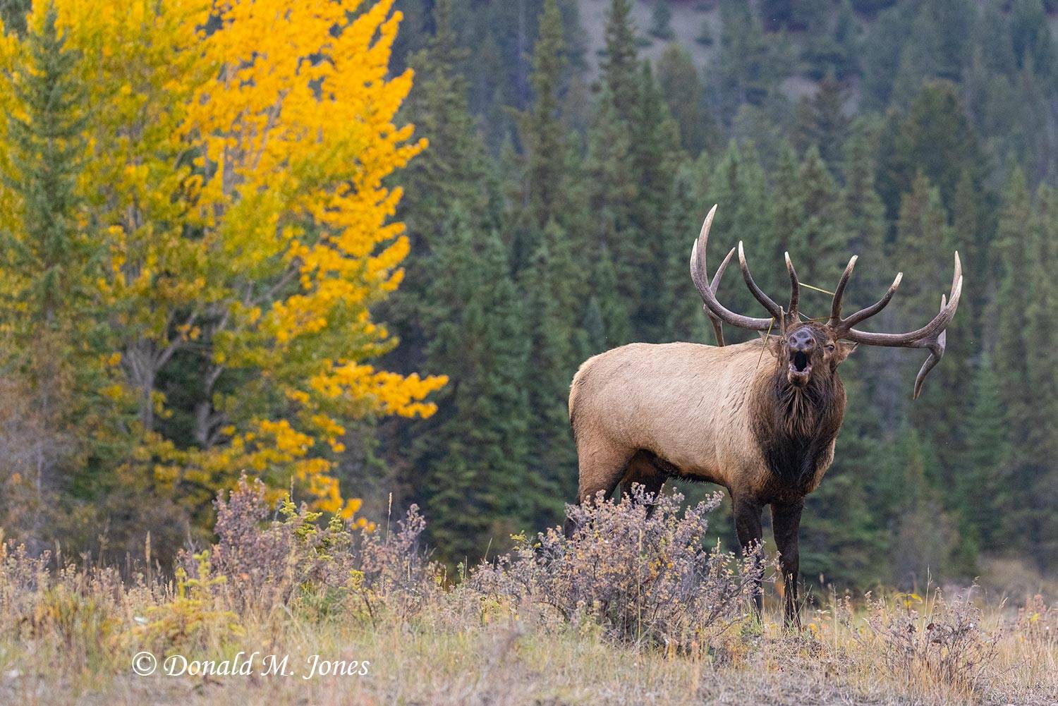 Elk-(Rocky-Mtn)28483D