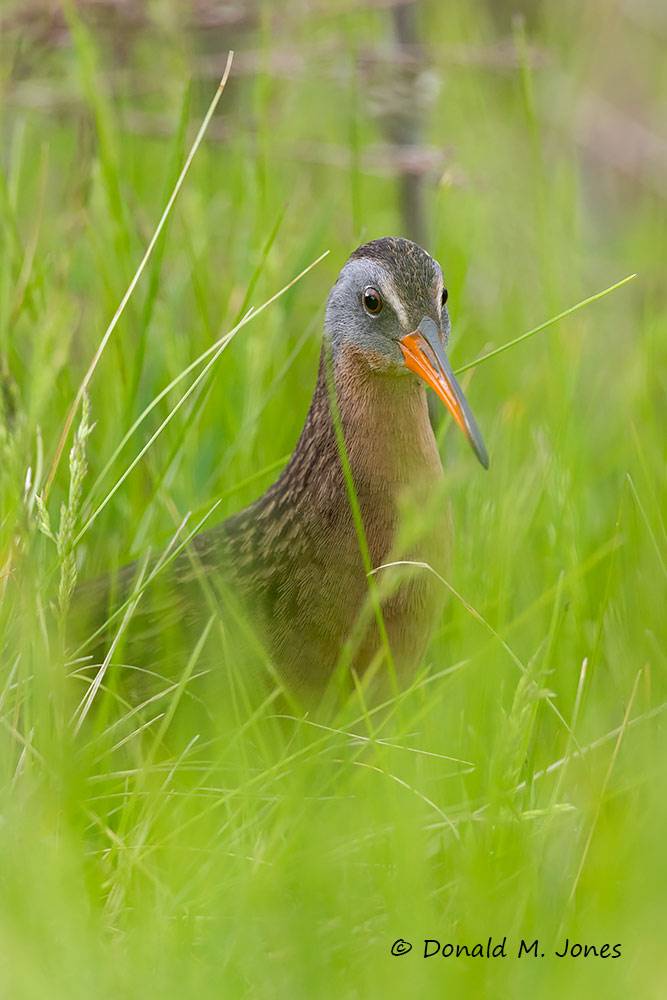 May 13 - Virginia Rail making a quick appearance in the open