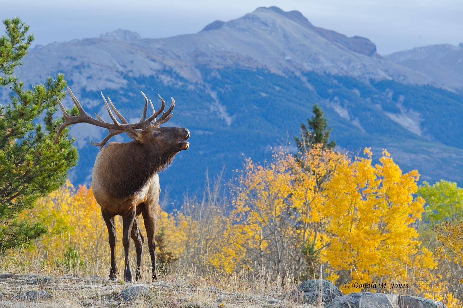 Elk-(Rocky-Mtn)16687D