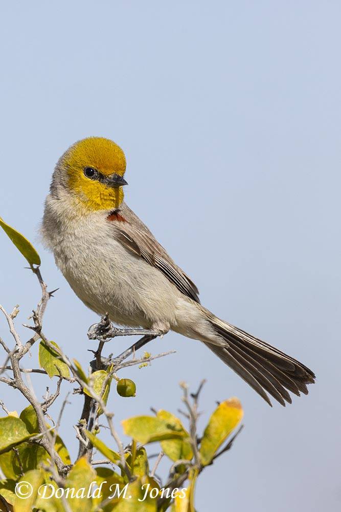 Verdin0089D