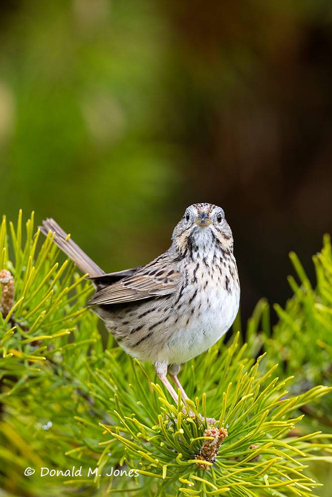 May 17 - Lincoln's Sparrow in a sedge meadow in NW Montana.