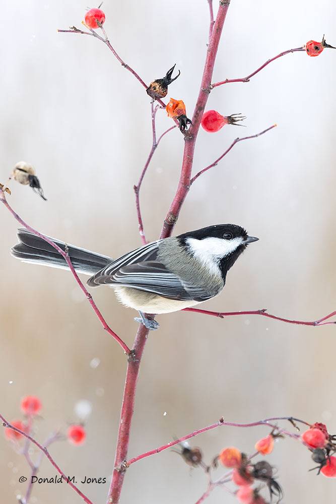 Black-capped-Chickadee1230D