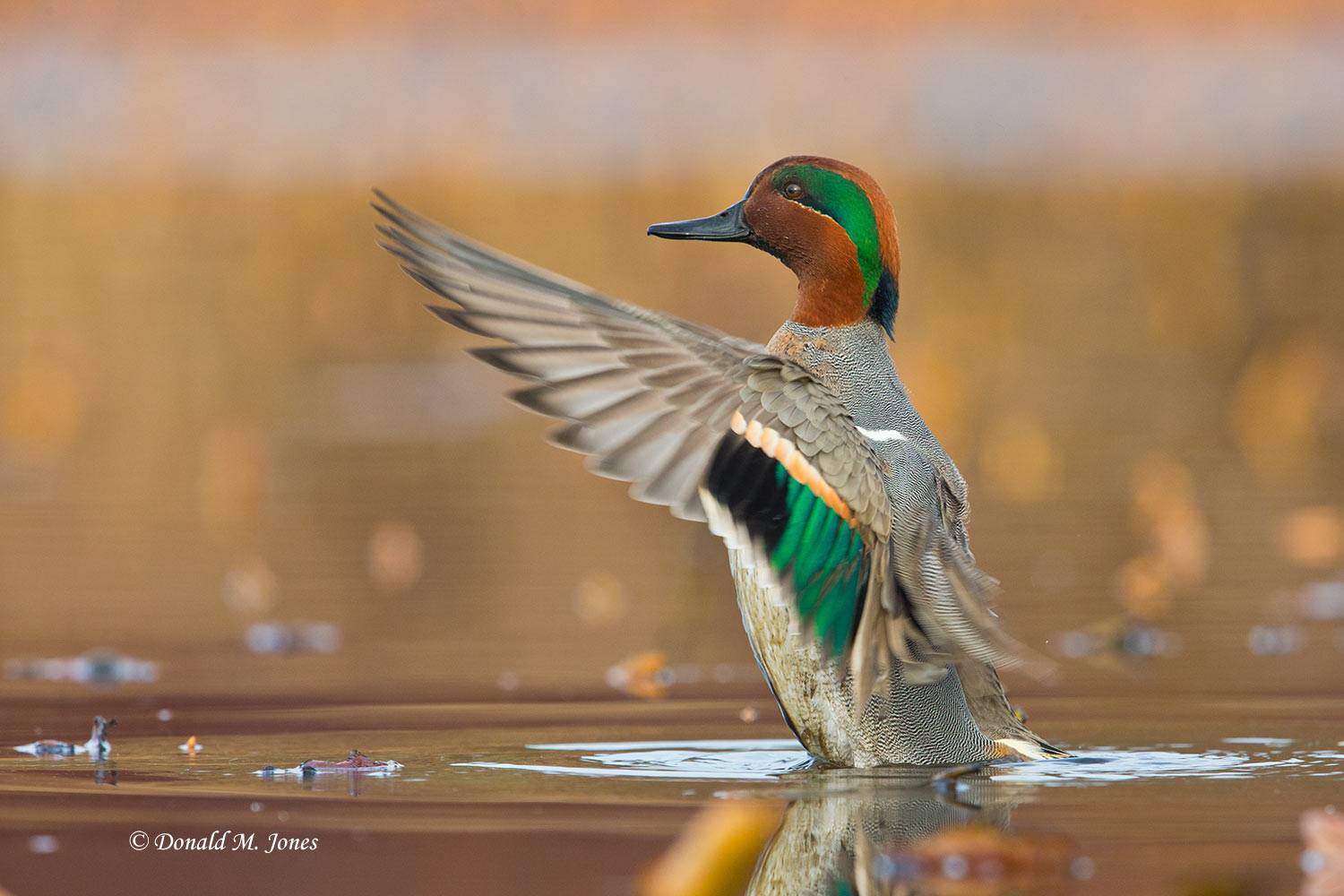 Green-wing-Teal0081D