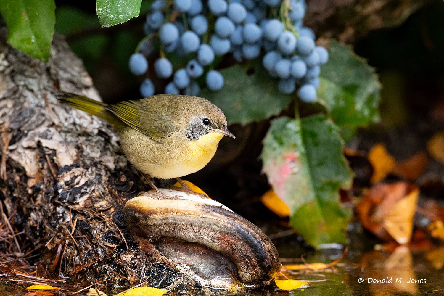 Common-Yellowthroat0344D