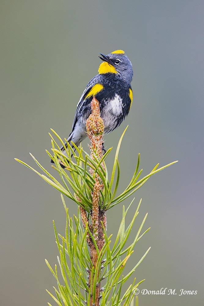 May 5 - Male Yellow-rumped Warbler singing from a Lodgepole top..jpg