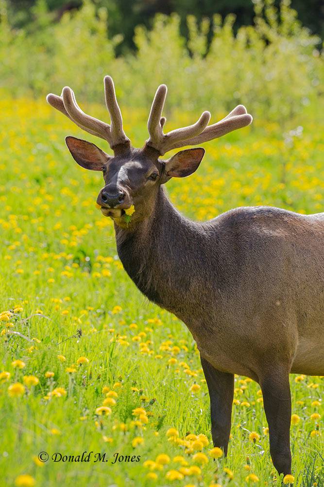 Elk-(Rocky-Mtn)23969D