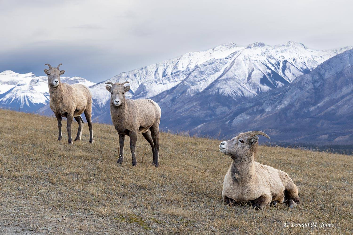 Bighorn Ewes