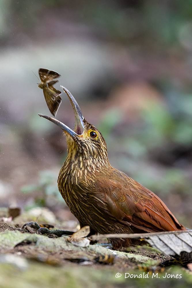 Strong-billed-Woodcreeper0115D