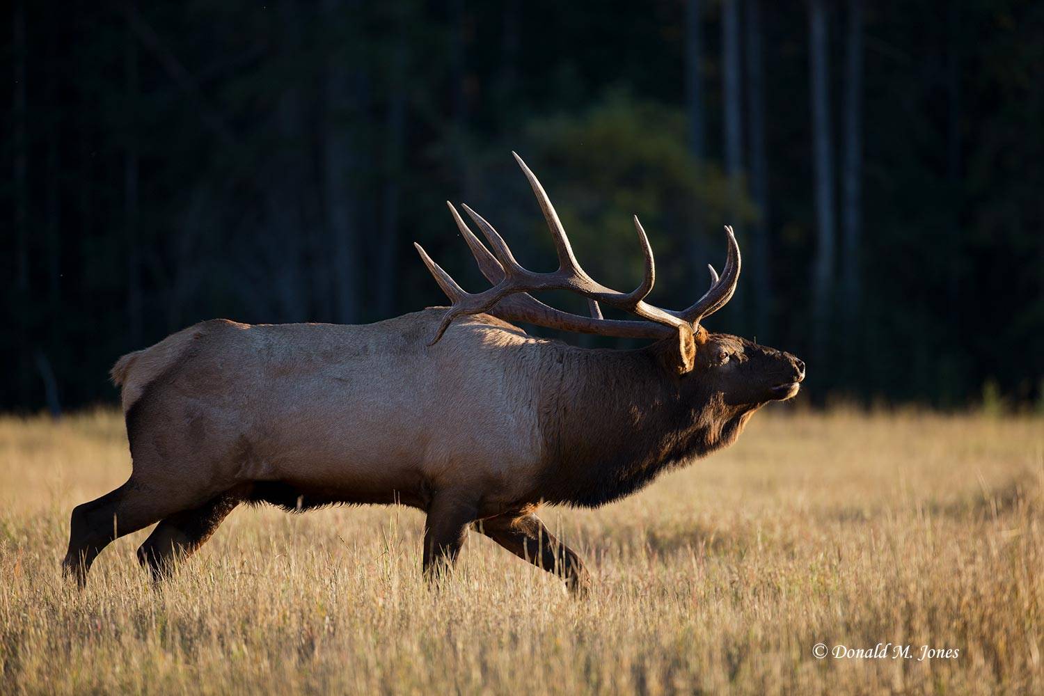 Elk-(Rocky-Mtn)20658D