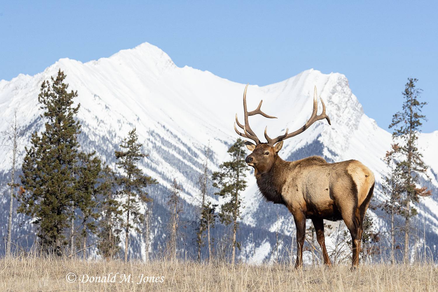 Elk-(Rocky-Mtn)29026D