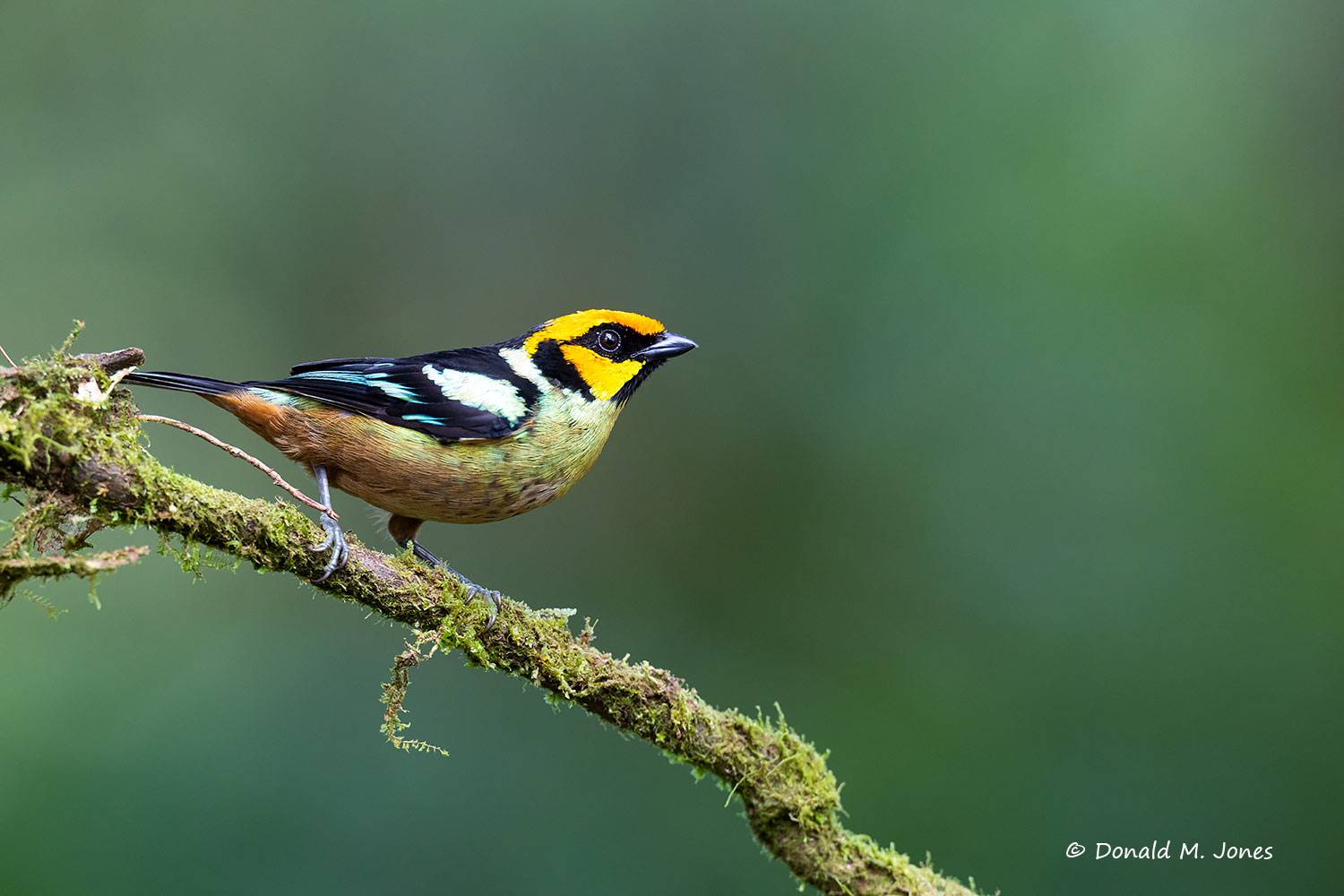 Flame-faced-Tanager0100D
