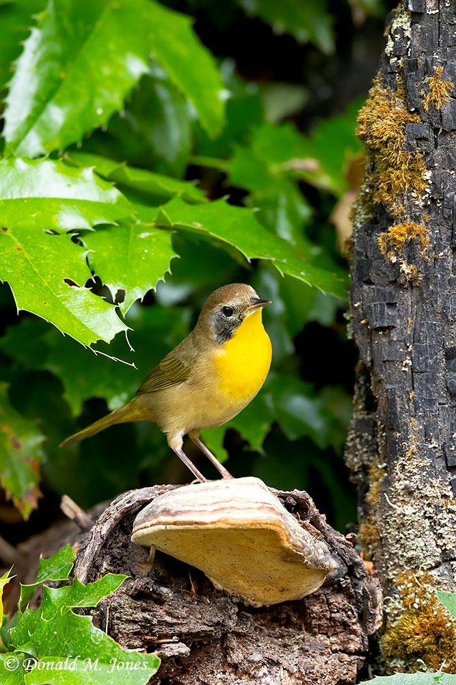 Common-Yellowthroat0316D.